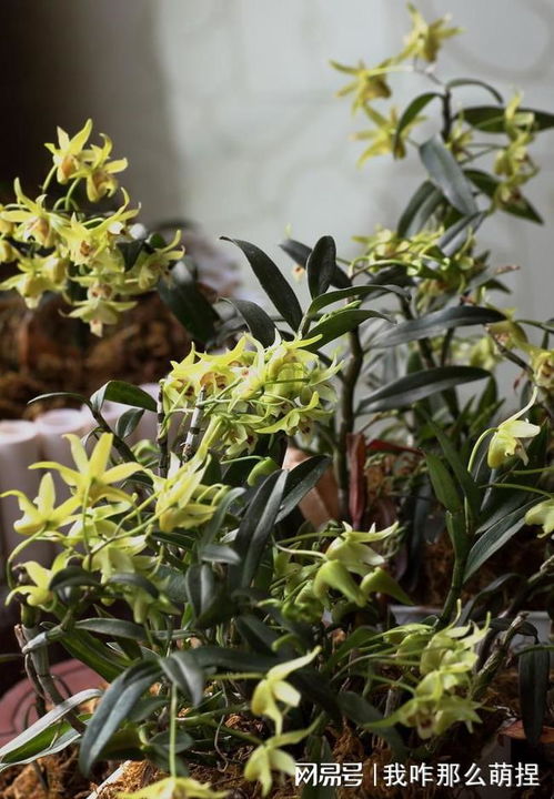 铁皮石斛 全身是宝，种植前景广阔的“黄金草”
