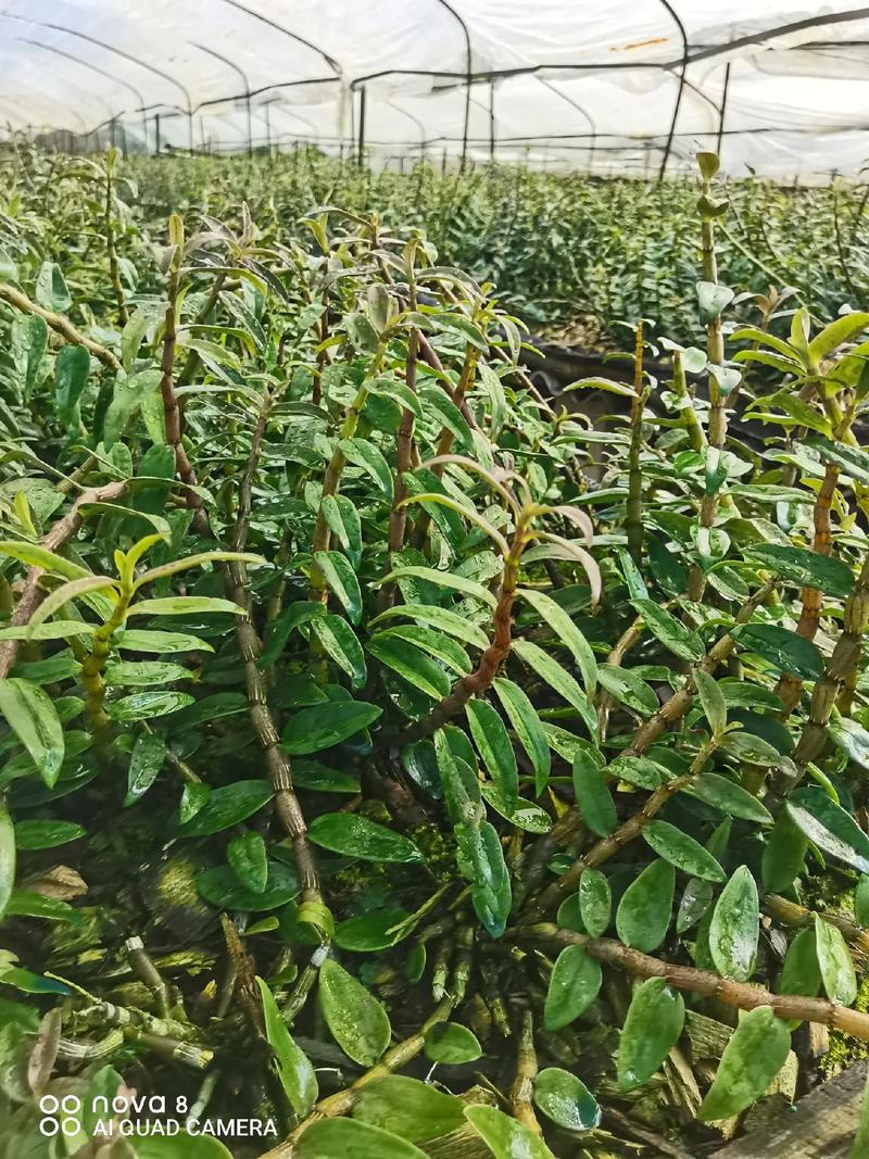 自家种植,中药材石斛种植基地 .