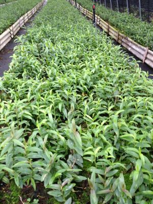 铁皮石斛盆栽种植指南 从三年成株到生产销售全解析