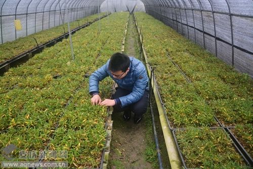 从深山野草到致富金花 我的石斛种植奋斗史