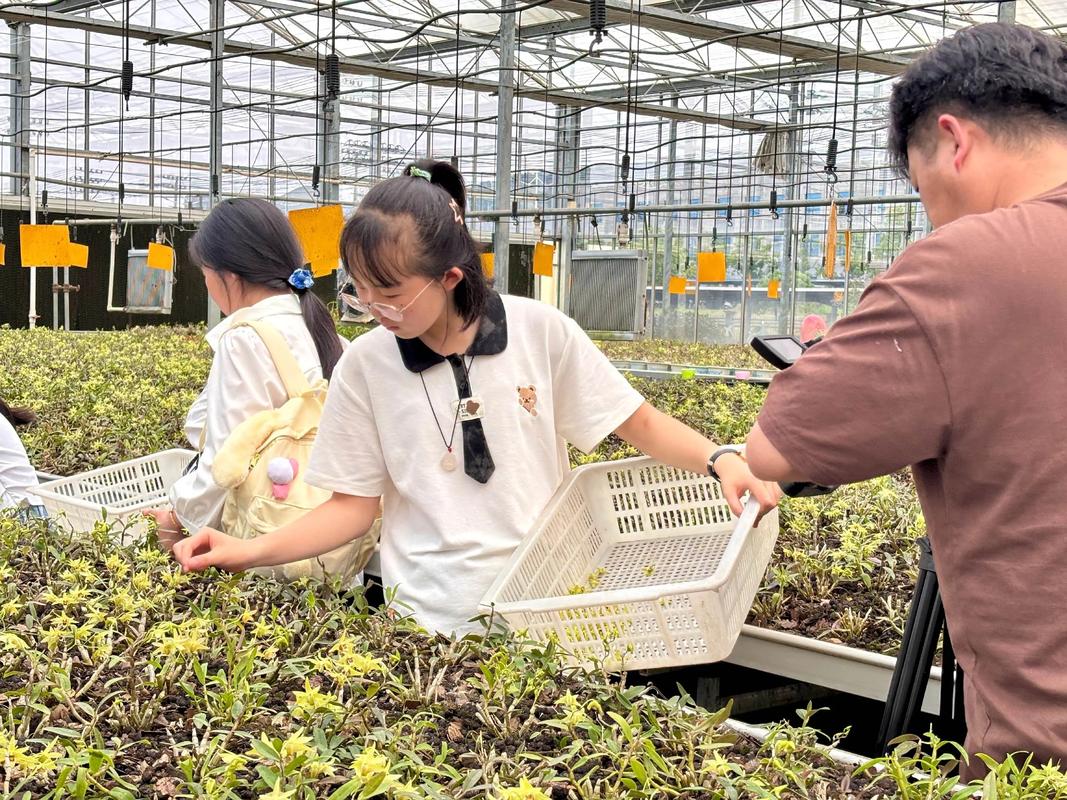 探秘仙草之境 研学小课堂走进铁皮石斛种植基地