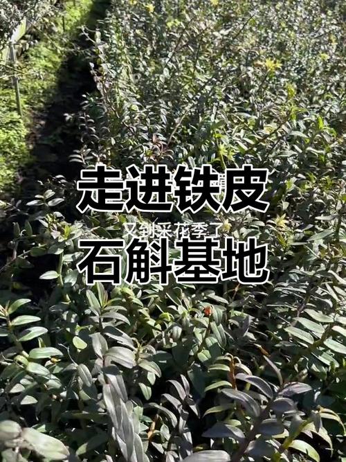 探访铁皮石斛种植基地 一株