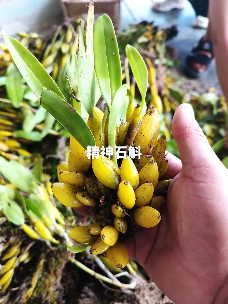 石斛盆景搬回家，大表哥教你从“废木桩”养成“仙草”！