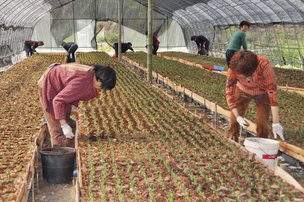 石斛种植成新宠 企业投资150多万建30亩大棚，种植200万株铁皮石斛