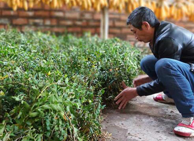 铁皮石斛种植项目落户四川马边荍坝乡，产业扶贫谱写新篇章